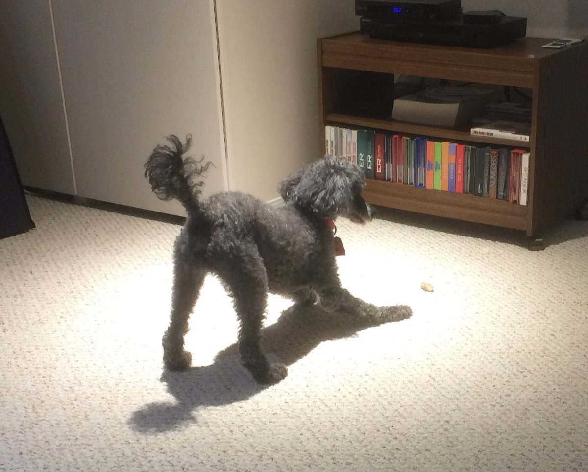 A greying Luke still playful, ready to pounce on a treat